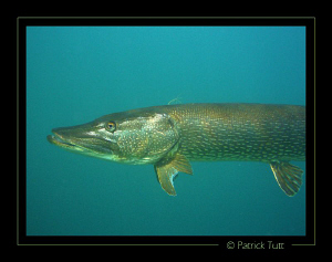 Pike passing by- Geneva lake - Lumix FX01 by Patrick Tutt 